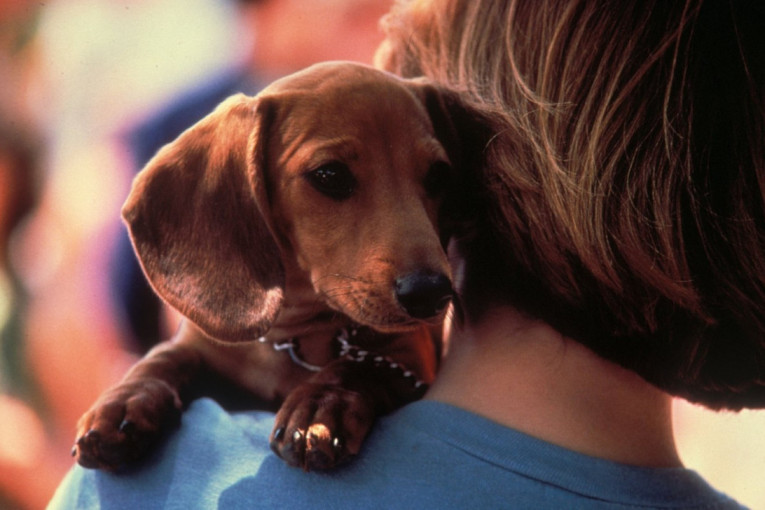 TOP 7 rasa koje su beznadežni romantičari: Pronađite svoju srodnu dušu među ovim prelepim ljubimcima