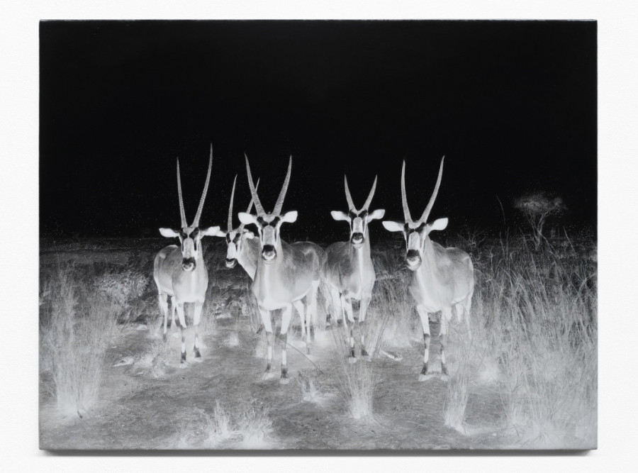 Osećala sam se prevareno: Umetnica Jelena Bulajić predstavlja seriju slika koje su nastale na neobičan način (FOTO)