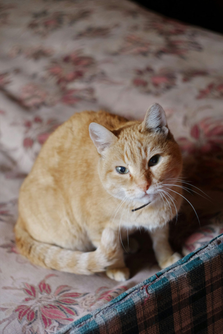 Mačka uporno uništava vaš nameštaj? Naučnici su otkrili zašto to radi i kako da sprečite njeno destruktivno ponašanje