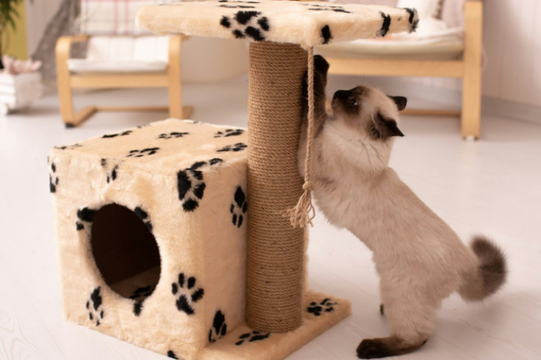 Stereotip ili istina? Da li mačke stvarno vole da budu stalno same