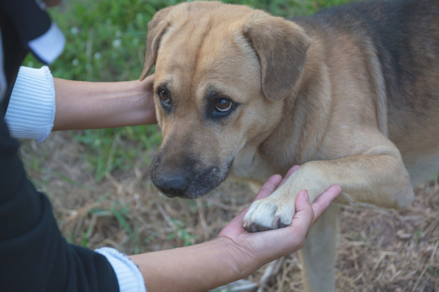 Problem koji ne smete ignorisati: Sedam znakova da vašeg psa muči infekcija ušiju - saveti za brzu reakciju