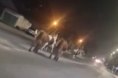 Neobičan prizor u naselju Bubanj: Konji jure ulicama Niša, vozačima se savetuje oprez (VIDEO)