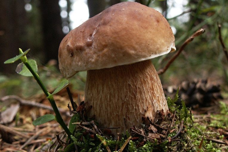 Medvedev: Ovakve igre su izuzetno opasne – napad na Putinovu rezidenciju mogao da promeni tok rata