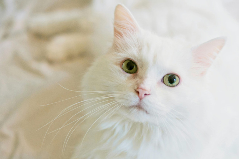 Vlasnik ofarbao svoju mačku u dugine boje iz neobičnog razloga: Svakome ko je video snimak krenule su suze (VIDEO)