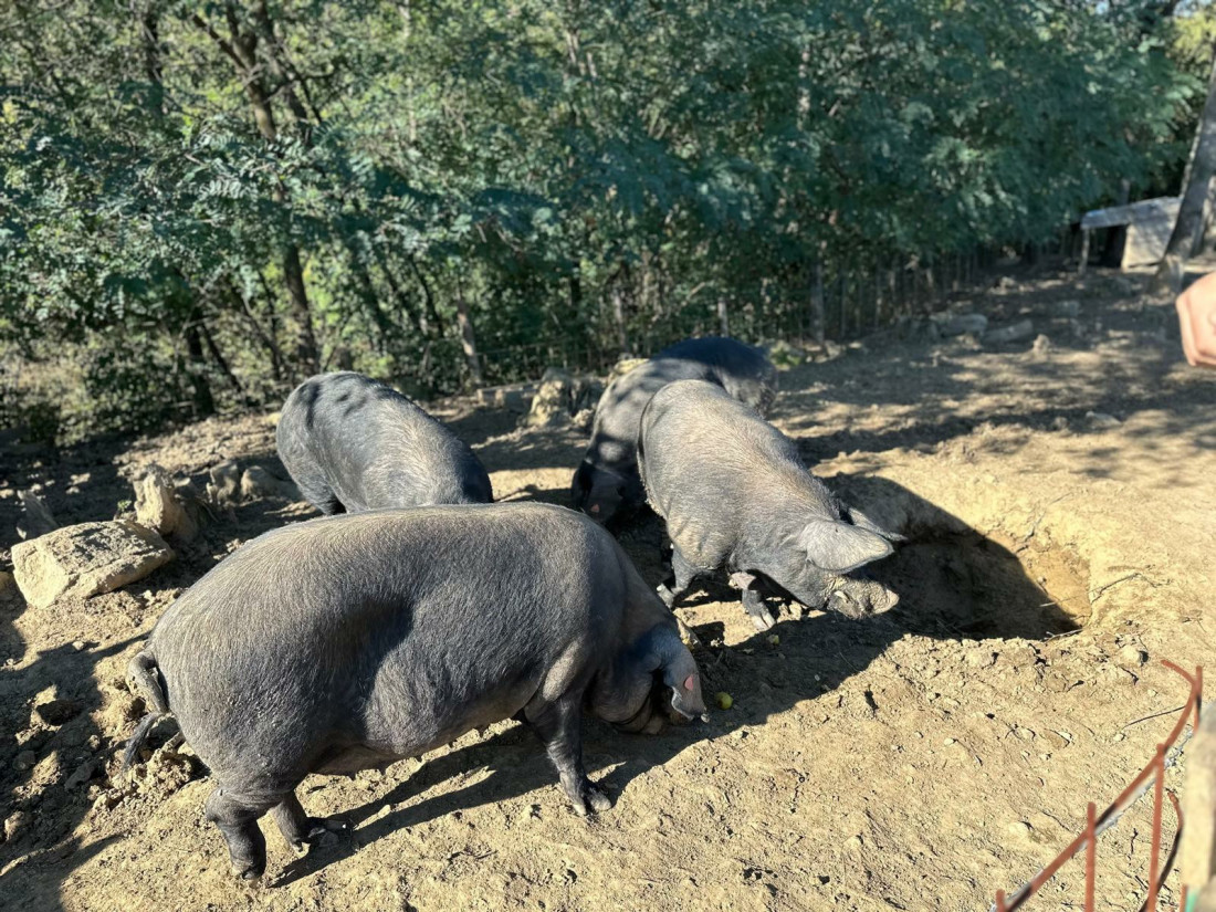Hladnu Norvešku menjao za toplu Šumadiju: Bivši fudbaler se vratio u rodno selo i počeo da uzgaja svinje (FOTO)