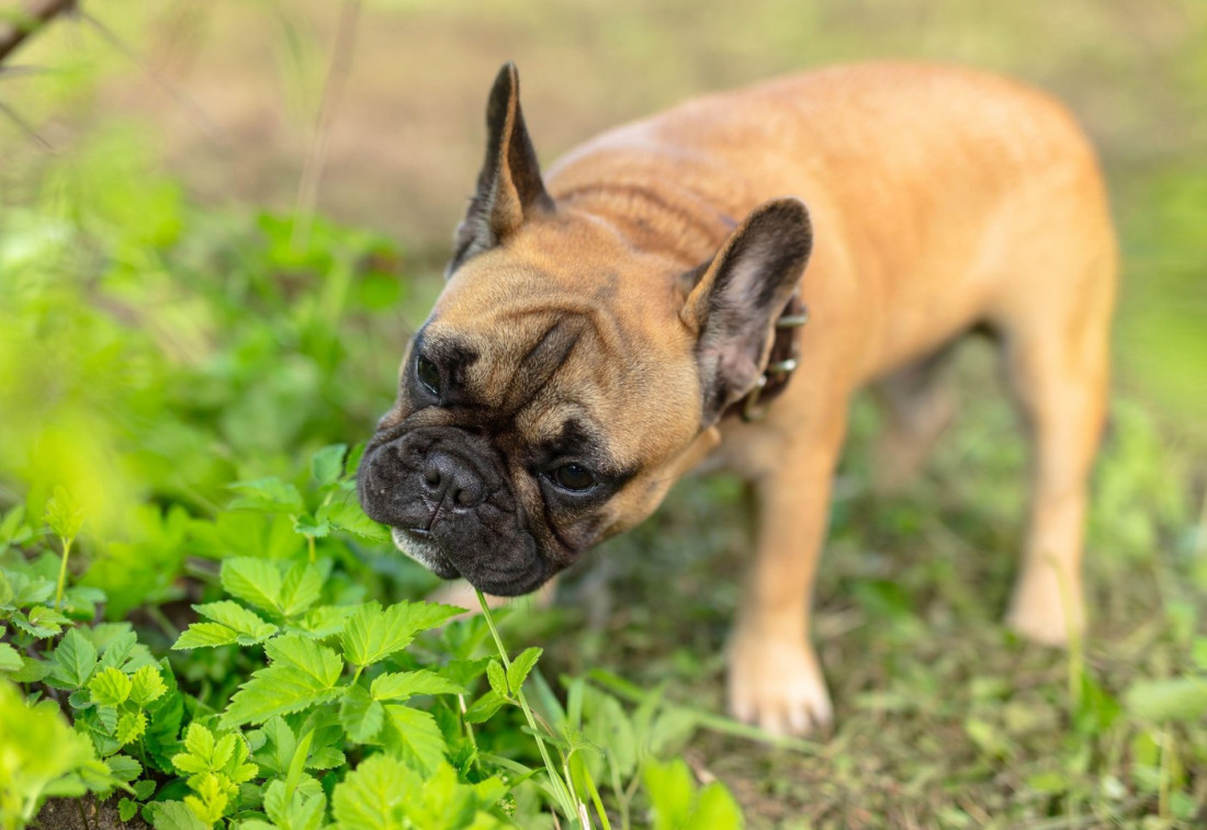 Ne ignorišite promene u ponašanju vašeg ljubimca: Psi takođe mogu da imaju alergije