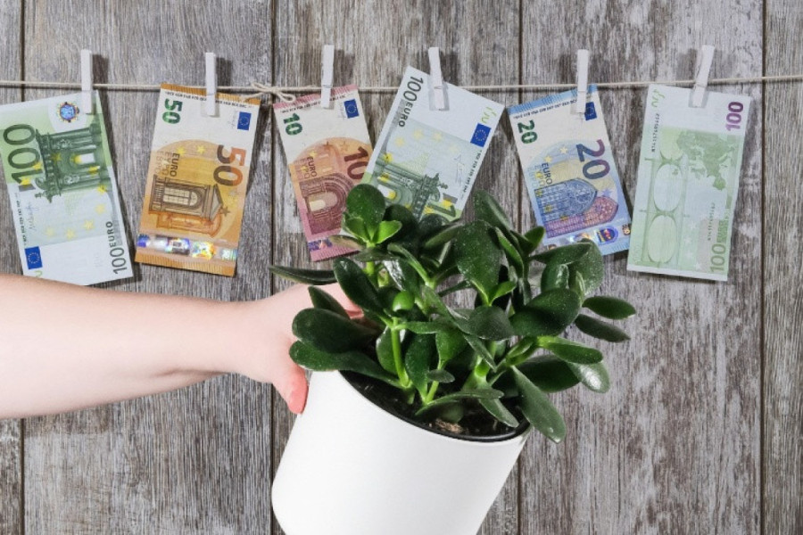 Pet „srećnih“ sobnih biljaka koje unose pozitivnu energiju na početku godine: Poklonite ih nekome ili sebi za sjajan start