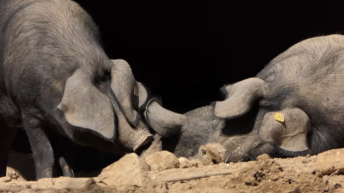 Bivši direktor doma u Nišu ide u zatvor! Kriv zbog širenja zaraze u vreme korone, umro 51 korisnik