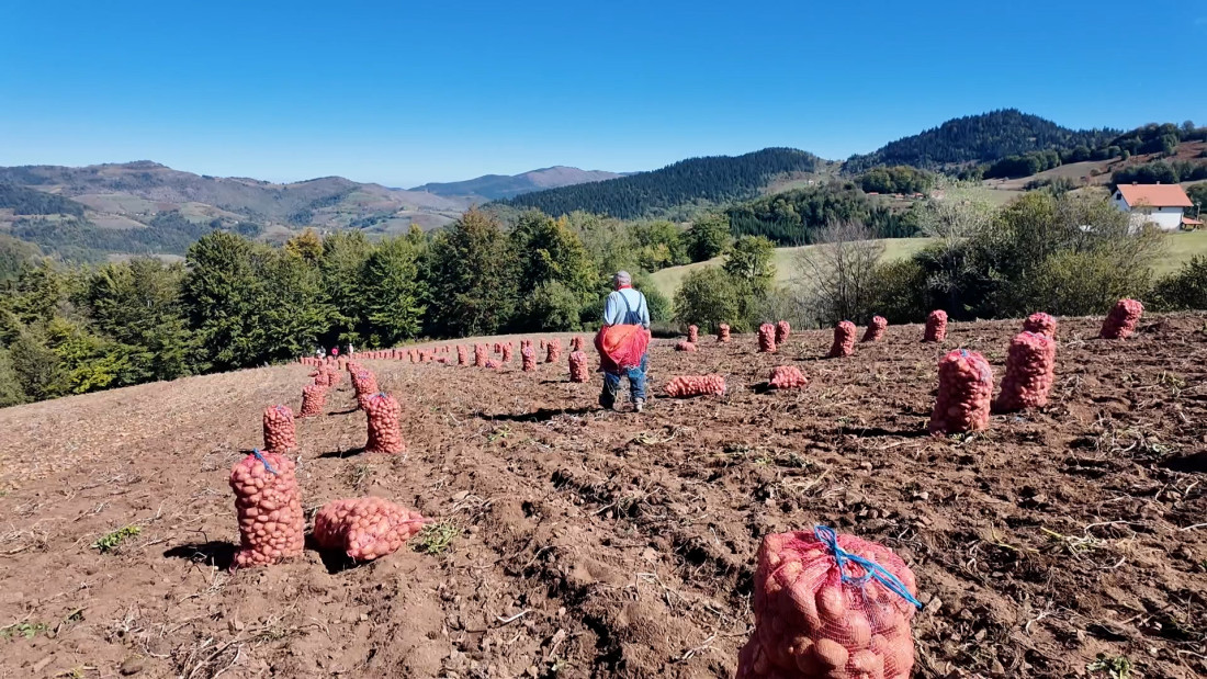 Sve što pokupimo, predamo na beogradske pijace: Uprkos suši, čuveni ivanjički krompir odličnog kvaliteta (FOTO)