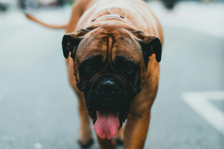 Obožavaju dremku i savršeno se uklapaju u užurban tempo: Ove tri rase su najbolje za zauzete vlasnike