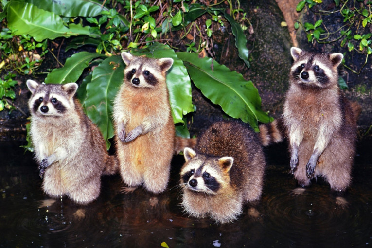 Rakun provalio u prodavnicu alkohola, napio se do besvesti i zaspao u toaletu (FOTO/VIDEO)