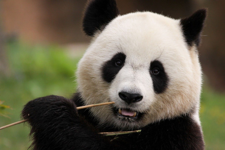 BOGATSTVO NA SVAKOM KORAKU: Jedna panda skriva čuveno blago!
