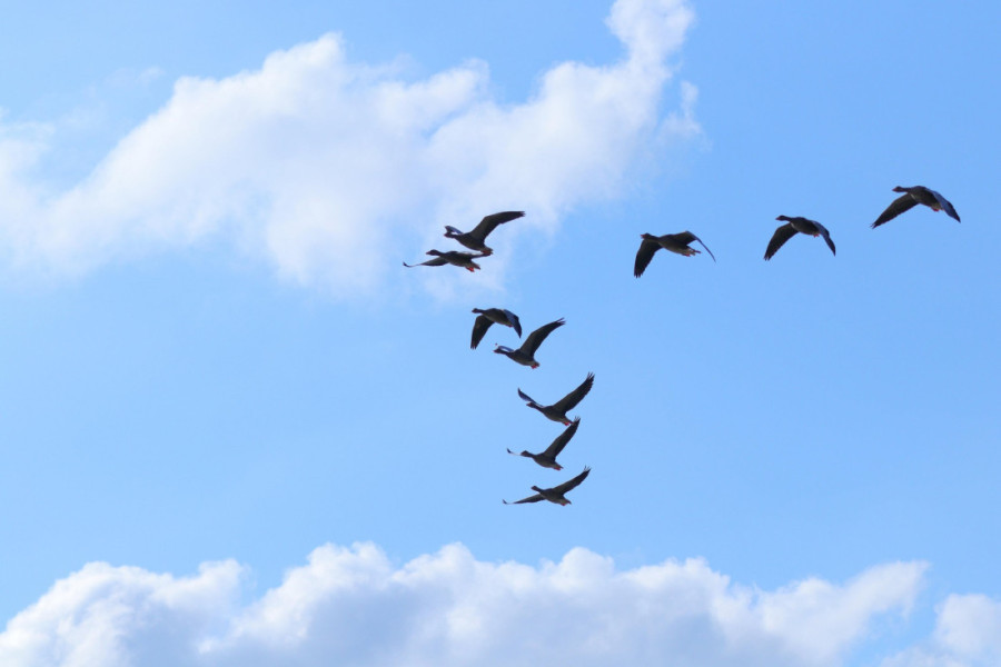 Ptice koriste nauku da lete efikasnije od aviona: Šta se krije iza čuvene V formacije koju vidimo na nebu (VIDEO)