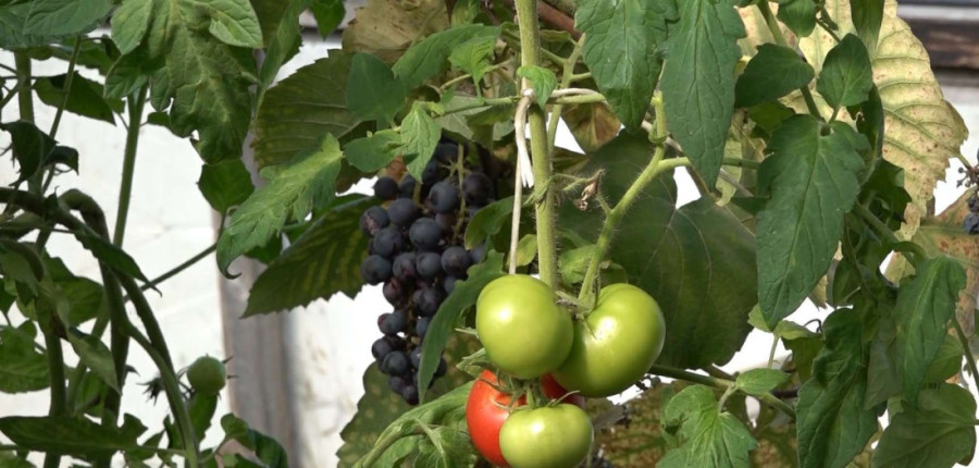 Čudo na planini! Grožđe kod Miloša rodilo na surovim visovima Javora, dolaze mu rođaci da se "uvere svojim očima" (FOTO)