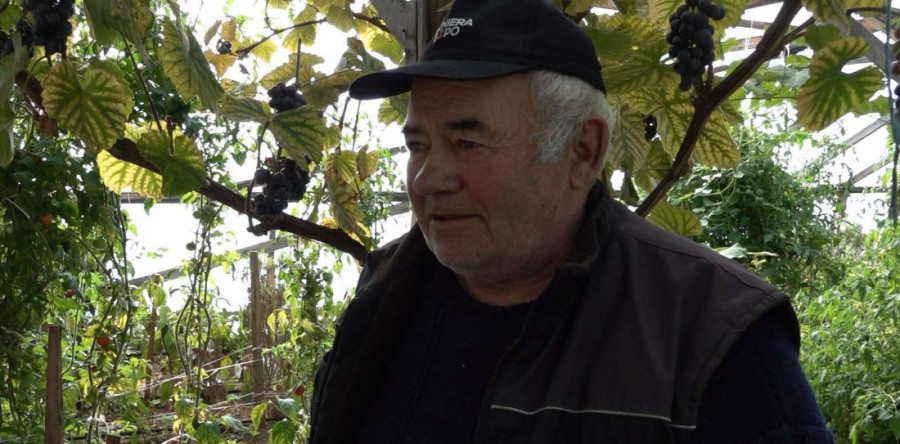 Čudo na planini! Grožđe kod Miloša rodilo na surovim visovima Javora, dolaze mu rođaci da se "uvere svojim očima" (FOTO)