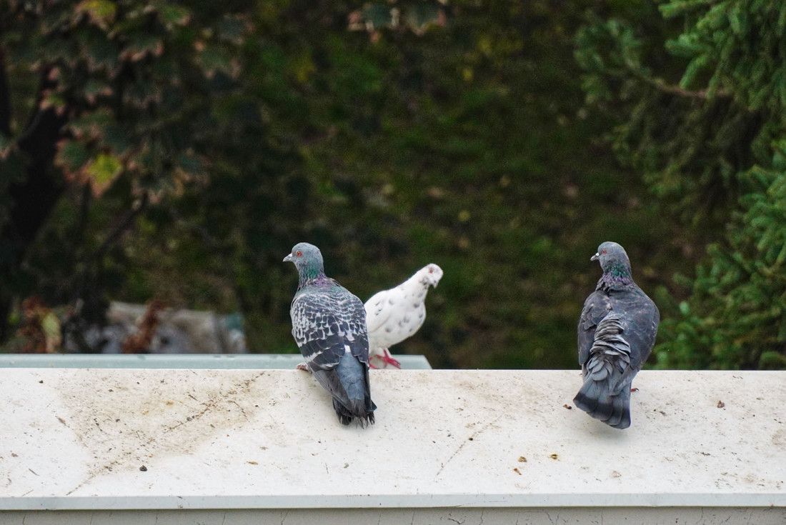 I danas slično vreme - ledeno jutro, pa sunčan dan