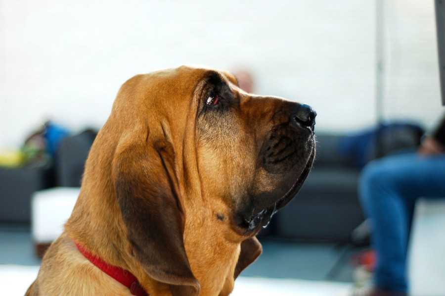 Plastika nije samo za ljude: Pas Luka oslepeo je zbog svoje opuštene kože, a onda je dobio lifting lica