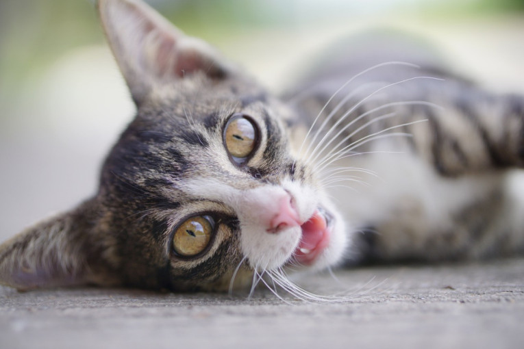 Prvi znaci da mačetu nije dobro: Ako vaš ljubimac radi ovo, hitno potražite pomoć veterinara
