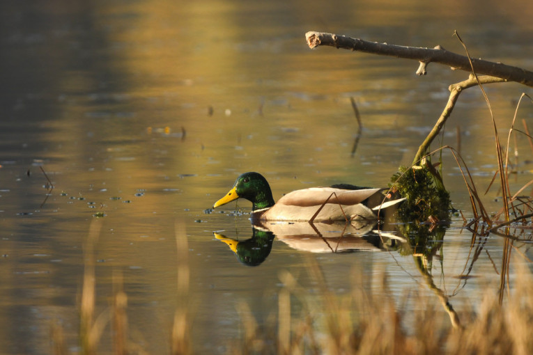 Skidamo jakne? Najavljeno do 20 stepeni usred decembra!