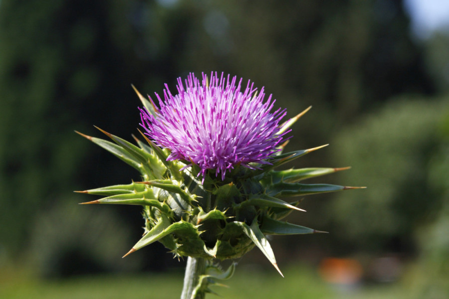 Čarobna biljka: Svakodnevnim ispijanjem ovog čaja smršaćete, očistiti organizam od toksina i najzad imati sjajnu i lepu kožu