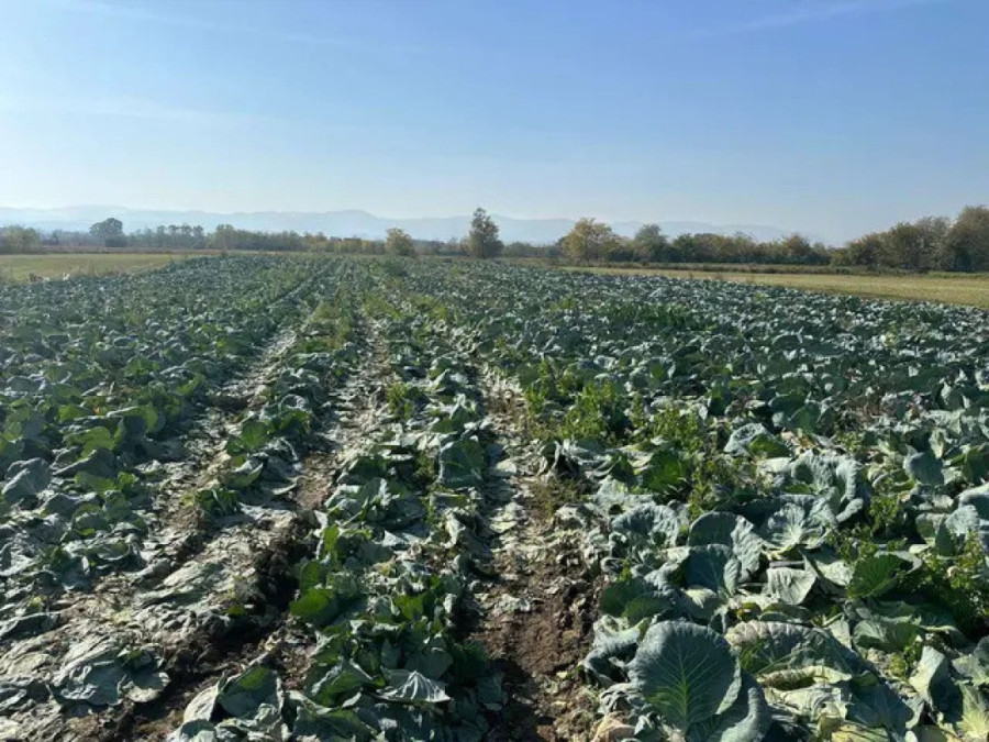 Niška kineska kupusijada! Posadili povrće u žardinjeri - najviše kod glavne autobuske stanice!