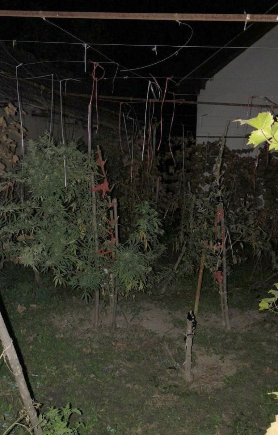 Umesto zimnice, u tegle stavljao marihuanu! Novosađanin "pao" zbog 12 kilograma droge (FOTO)