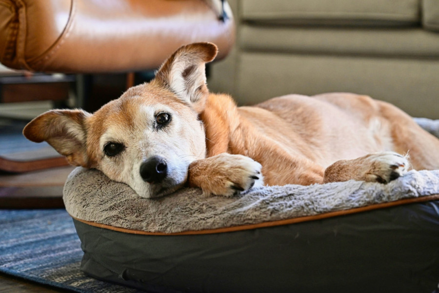 Upozorenje za vlasnike ljubimaca: Ove popularne prolećne biljke su otrov za vaše krznene mezimce