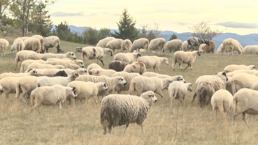 Stevan iz Melenaca prodaje sve što je godinama sticao i gradio: Kad muka natera, odlazi i ono što se najviše voli