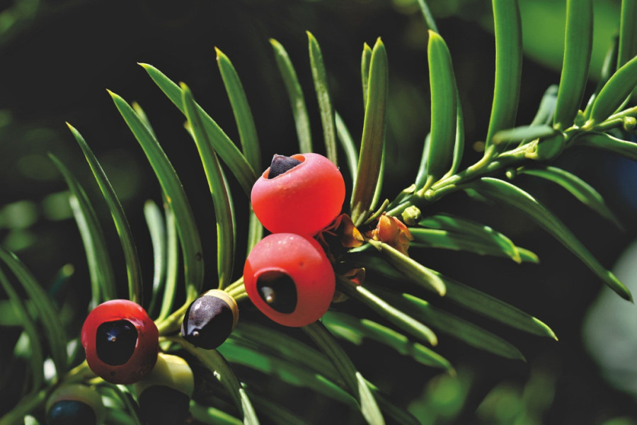 Plašimo se ambrozije, a ovo drveće nam sada zadaje muke sa alergijama: Jova tek dolazi, a evo koje je već u "žutoj zoni"