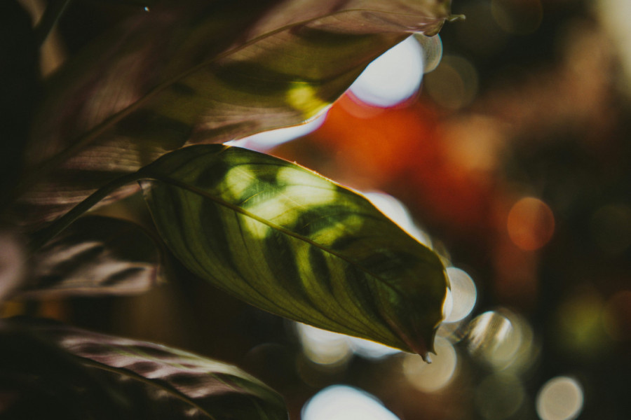 Da li voda iz slavine uništava vaše biljke? Četiri ključna znaka otkrivaju da je vreme da nešto preduzmete