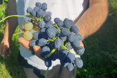 Duplo manji rod grožđa ove godine zbog suše: Ivan iz sela Vinča berbu završio ranije, sve što je rodilo prodato je po dobroj ceni (FOTO)