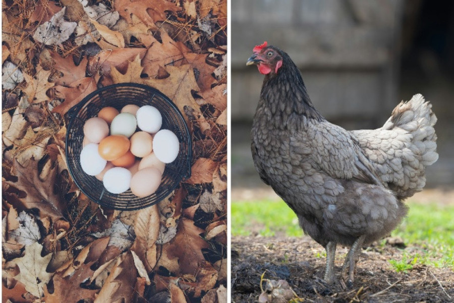Šta je starije - kokoška ili jaje? Naučnici su možda pronašli odgovor na najpoznatije pitanje svih vremena