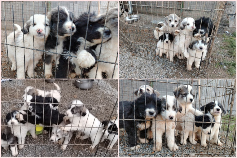 Ide zima, a oni su napušteni: Udomite preslatku krznenu lopticu i dobićete najboljeg i najslađeg druga (FOTO/VIDEO)