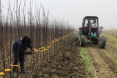 Besplatne sadnice šljive, kajsije, kruške i dunje za čačanske poljoprivrednike: Sjajna akcija Instituta za voćarstvo i lokalne samouprave