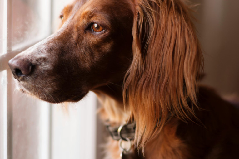 Zašto vas pas čeka pored vrata? Pravi razlog je mnogo više od same ljubavi