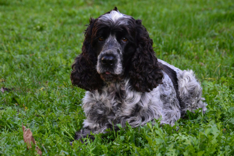 Verni pratioci puni ljubavi: TOP 4 rase pasa za starije osobe, šire sreću gde god se pojave