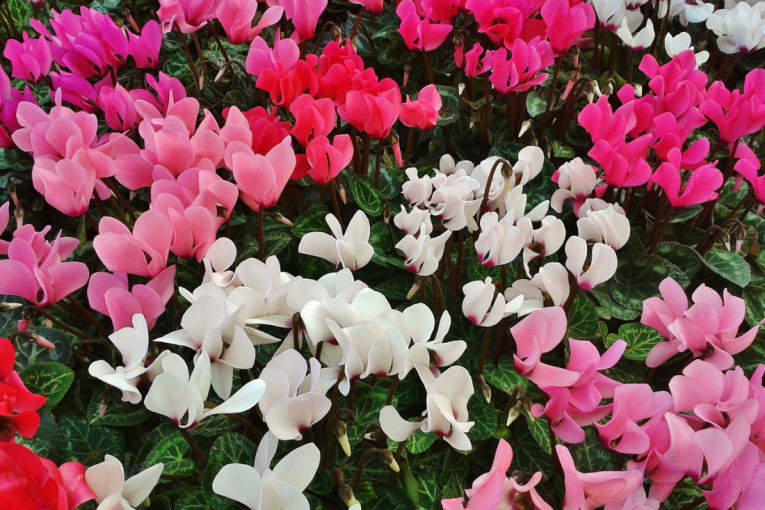 Šareni lek za jesenje sivilo u vašem domu: Kako da vam sobna ciklama buja kao luda, obratite pažnju na ovaj detalj u nezi