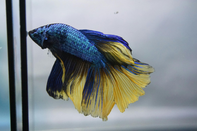 Prelepe i lake za održavanje: Pet akvarijumskih ribica koje će oživeti vaš dom