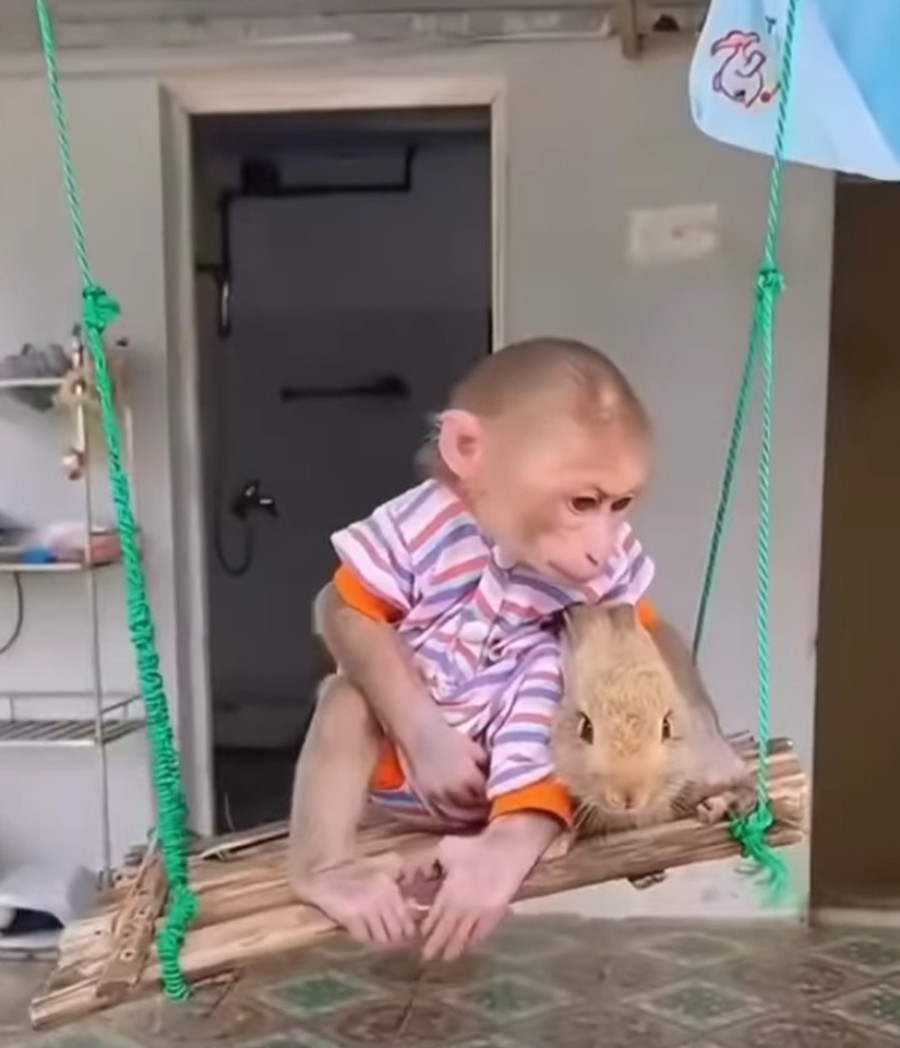 Neverovatna priča o ljubavi: Majmun odgajio zeku - daje mu hranu, nosi ga u krevet kad je umoran (VIDEO)