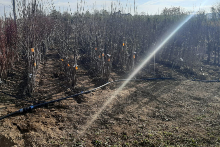 Najviše se traže šljiva i dunja, ali ima i mušmula: Kačarevići iz sela Vinča kod Topole decenijama se bave rasadničkom proizvodnjom (FOTO)