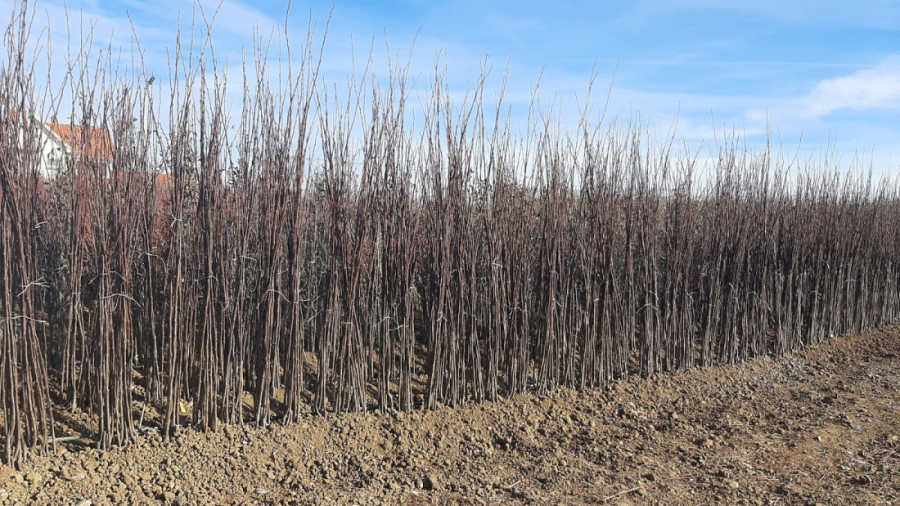 Najviše se traže šljiva i dunja, ali ima i mušmula: Kačarevići iz sela Vinča kod Topole decenijama se bave rasadničkom proizvodnjom (FOTO)