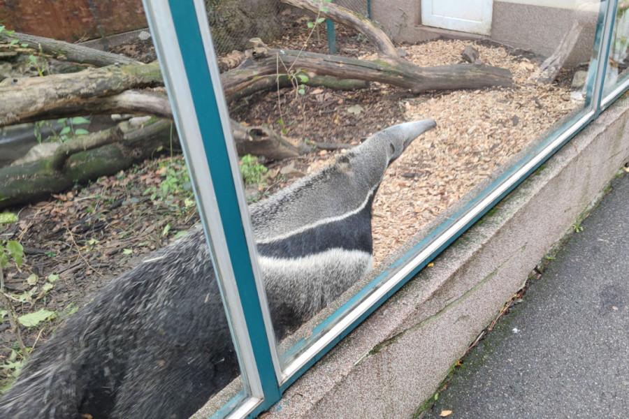 Šta je to obeležilo 2024. godinu u Beo zoo-vrtu? Sprema se raj za slonove, a stigla im je životinja poznata po "zagrljaju smrti" (VIDEO)