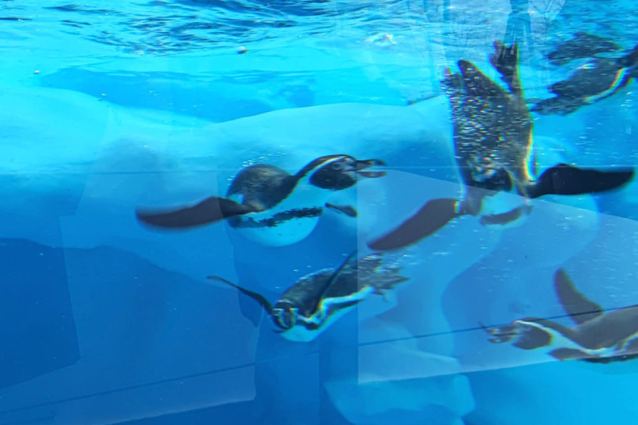 Zoo-vrt se seli na Adu, Kalemegdan ide ka UNESKO-voj listi