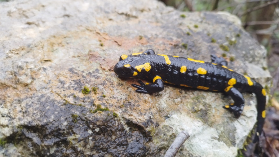 Zaštićena jedna od najšumovitijih planina Srbije: Vlada donela uredbu (FOTO)