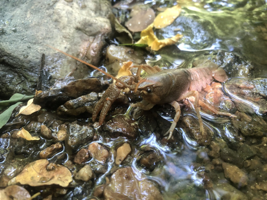 Zaštićena jedna od najšumovitijih planina Srbije: Vlada donela uredbu (FOTO)