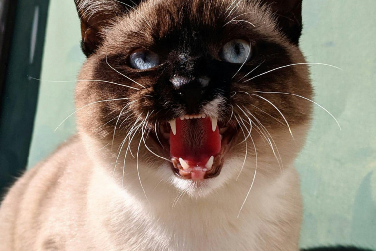 Osvojite njeno srce: Mačka ne voli svakoga, ali ako je "pročitate" imaćete njenu naklonost