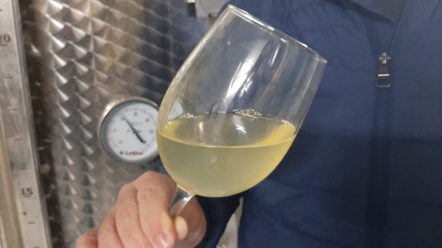 Nemanja je nasledio svoje pretke i u srpskoj Toskani uzgaja grožđe i pravi vina (FOTO)