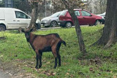 Hit fotke u centru Novog Beograda! Neobičan kućni ljubimac došao da ruča na travnjaku (FOTO)