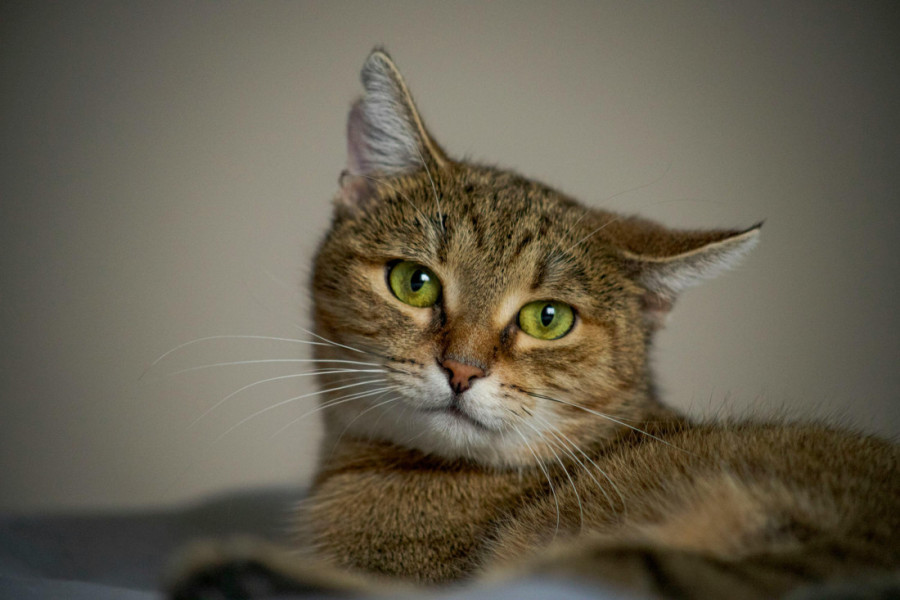 Koliko dugo mačke pamte svoje vlasnike? Istina koju otkrivaju stručnjaci sigurno će vas iznenaditi