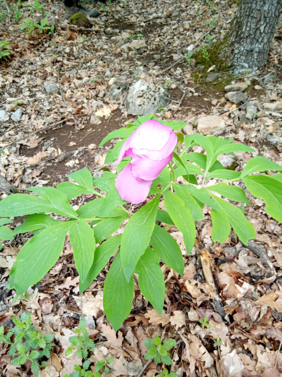 Još jedna srpska planina proglašena zaštićenim područjem (FOTO)